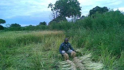 pastor-cebola-in-field